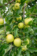 New harvest of healthy fruits, ripe sweet green apples growing on apple tree