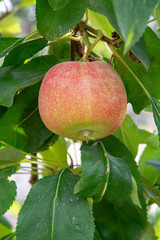 New harvest of healthy fruits, ripe sweet pink apples growing on apple tree