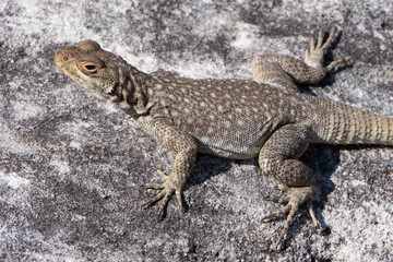 Vierfleck-Madagaskarleguan