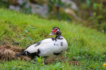 Muscovy duck