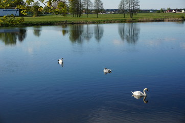 Swans on the pond in Nesvizh, Belarus