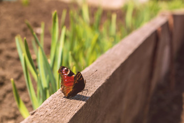 red butterfly on a blackboard on a background of nature