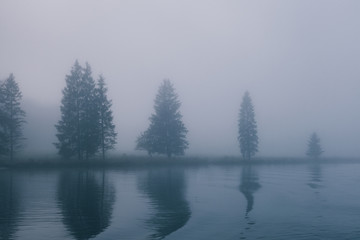 Fototapeta premium views of forest among fog in border of the lake with mysterious trees