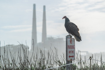 Turkey Vulture Buzzard Condor ready to take flight. Sitting on a No Parking Sign. Industry in the...