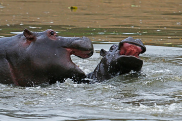 Fototapeta premium Hippos Play-Fighting 2