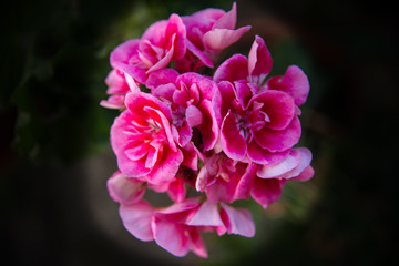 Fototapeta premium Flor