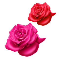 Set of red and pink roses on white background, vector illustration