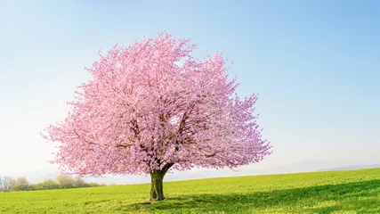  Bloeiende sakura boom kersenbloesem. Enkele boom aan de horizon met witte bloemen in het voorjaar. Frisse groene weide met blauwe lucht. © jurgal