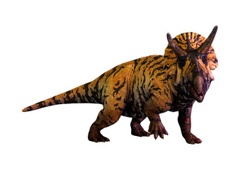 3D Rendering Dinosaur Triceratops  on White