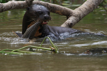 Giant Otter
