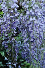 垂れ下がったフジ