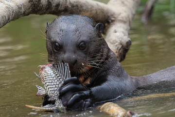Obraz premium Giant Otter