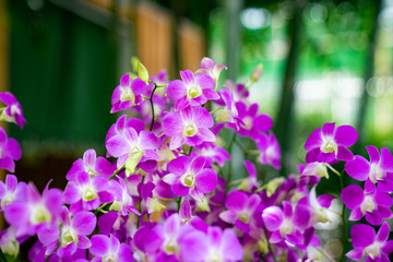 close up highlight beautiful purple orchid in the garden.