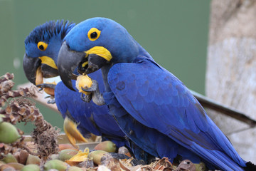 Hyacinth Macaws