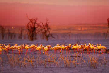 Pink sunset and flamingoes in the lake water