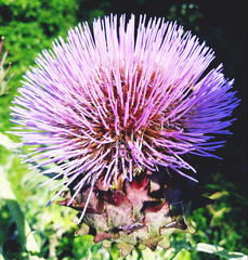 Flor
