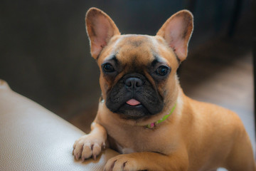 Brown French Bulldog puppy looking to the camera. The dog climb the sofa.