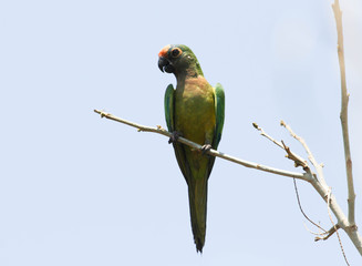 Peach-fronted Parakeet