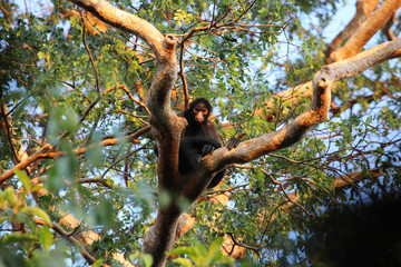 Peruvian Spider Monkey