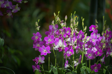 Fototapeta premium close up highlight beautiful purple orchid in the garden.