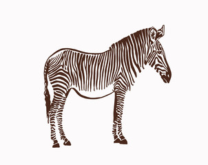Fototapeta na wymiar vintage zebra standing ,retro sketchy illustration