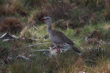 Red-legged Seriema