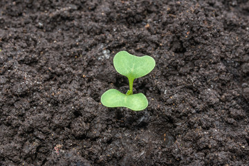 seedlings of radishes in the garden