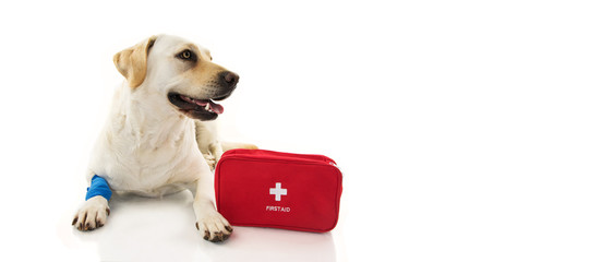 SICK DOG. LABRADOR  LYING DOWN WITH A BLUE BANDAGE OR ELASTIC BAND ON FOOT AND A EMERGENCY  OR FIRST AID KIT.  ISOLATED STUDIO SHOT ON WHITE
