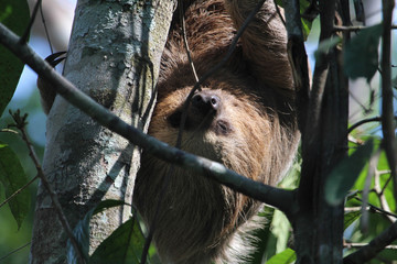 Fototapeta premium Three-toed Sloth