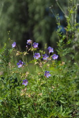 Flowers of meadow cranesbill  {Geranium pratense} bloom on a green meadow in the forest.