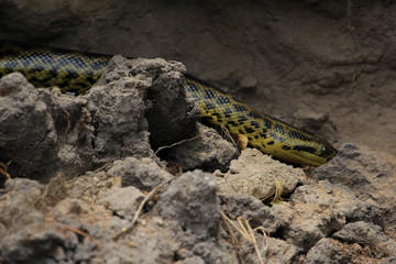 Yellow Anaconda