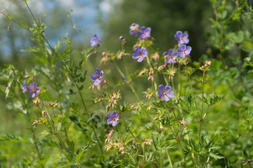 Many flowers of meadow cranesbill  {Geranium pratense} bloom on a green meadow in the forest.