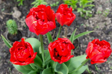 A group of red tulips bloom on a garden bed in spring. View from above.