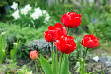 A group of red tulips in bloom in the spring garden on the background of white daffodils.