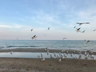 Seagulls by the sea in Odessa, Ukraine