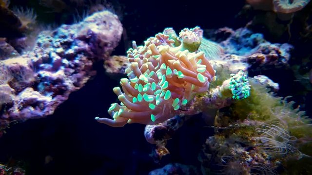 Colorful tropical coral reef.