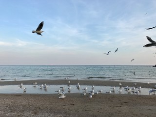 Seagulls by the sea in Odessa, Ukraine