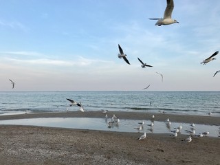 Seagulls by the sea in Odessa, Ukraine