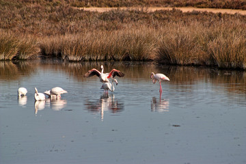 flamingos