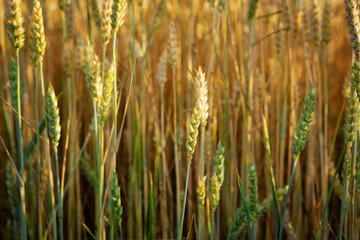 Wheat field close-up