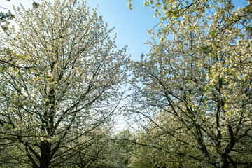 Cherry tree blossom, spring season in fruit orchards in Haspengouw agricultural region in Belgium, landscape