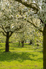 Fototapeta premium Cherry tree blossom, spring season in fruit orchards in Haspengouw agricultural region in Belgium, landscape