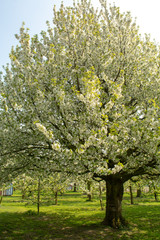 Cherry tree blossom, spring season in fruit orchards in Haspengouw agricultural region in Belgium, landscape