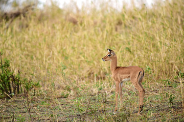 Impala mit Jungtier