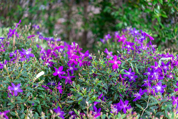 Fototapeta premium purple violet flower in the garden at the morning sunlight.