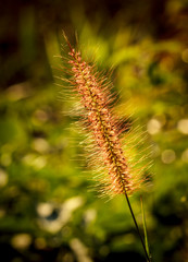 The grass flowers tropical of beautiful
