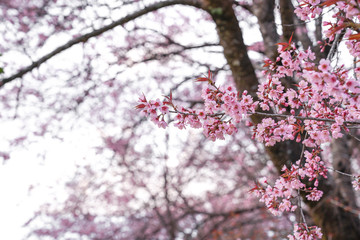 Wild Himalayan Cherry or Prenus Cerasoides, call 