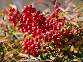 Baies de couleur rouge vif du bambou sacré en hiver - Nandina domestica