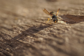 Wespe bei der Körperpflege