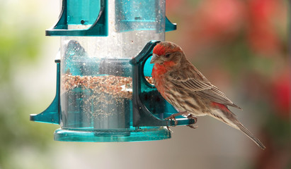 Male House Finch at feeder